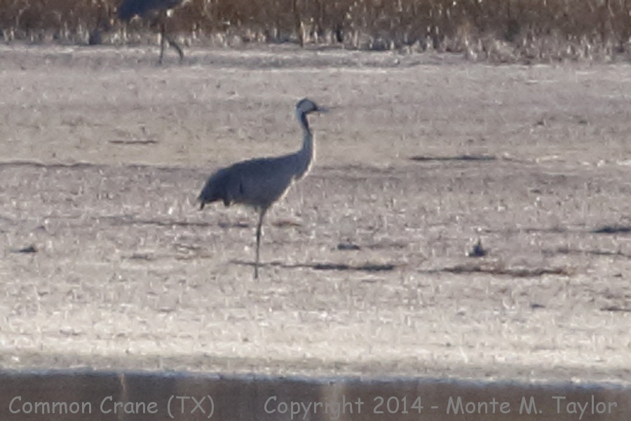 Common Crane -November 29th, 2014- (Paul's Lake on Muleshoe NWR, Texas)