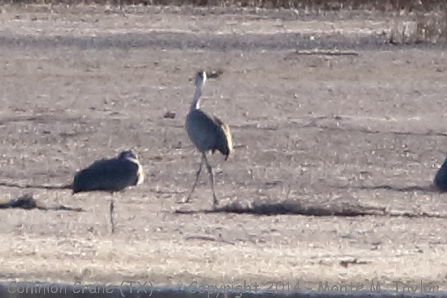 Common Crane -November 29th, 2014- (Paul's Lake on Muleshoe NWR, Texas)
