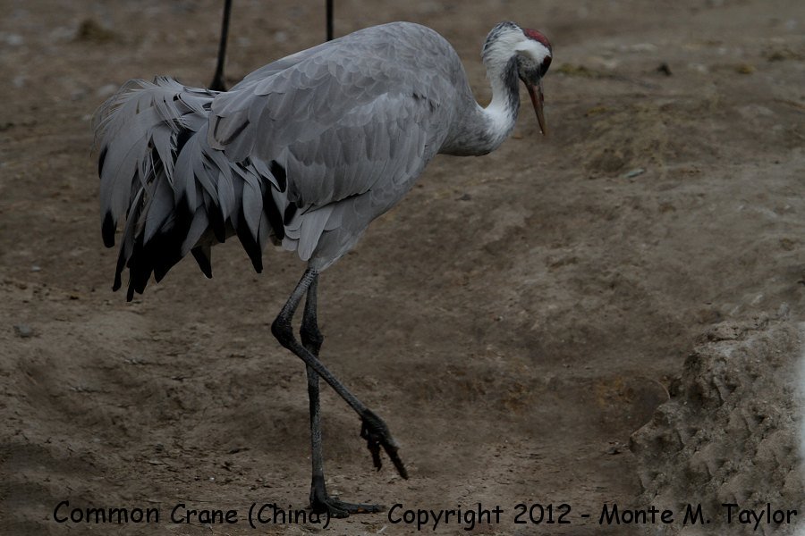 Common Crane -winter- (China)