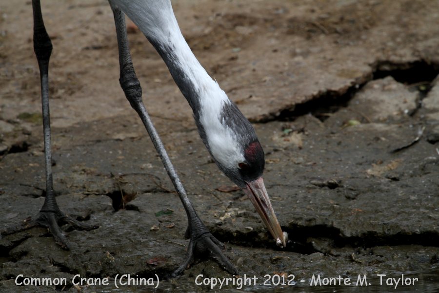 Common Crane -winter- (China)