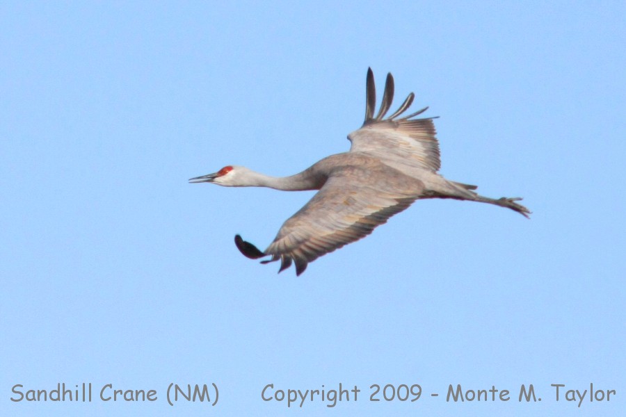Sandhill Crane -winter- (Bosque Del Apache NWR, New Mexico)