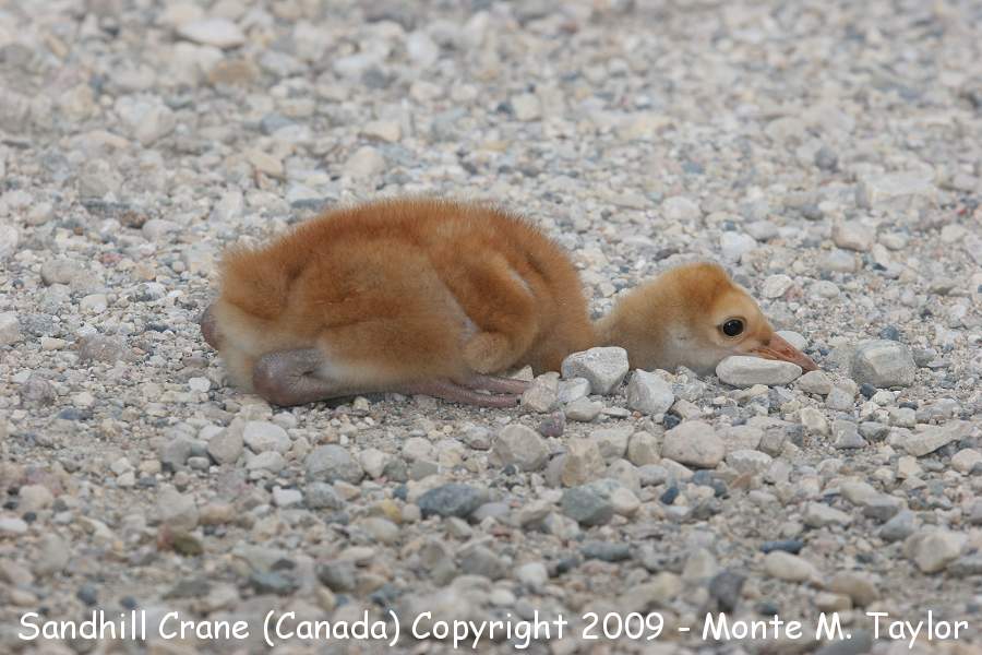Sandhill Crane -chick / summer- (Manitoba, Canada)