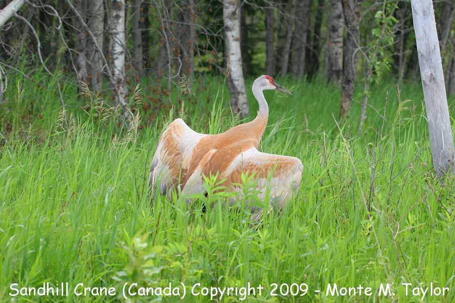 Sandhill Crane -summer- (Manitoba, Canada)