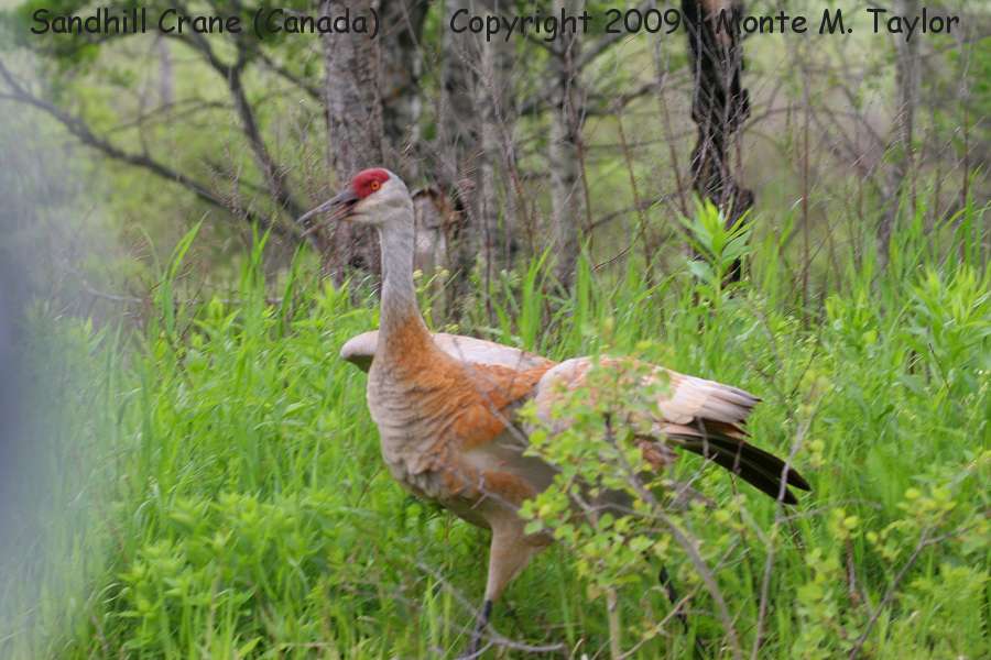 Sandhill Crane -summer / protecting chick- (Manitoba, Canada)