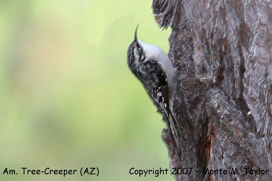 Brown Creeper -spring- (Arizona)