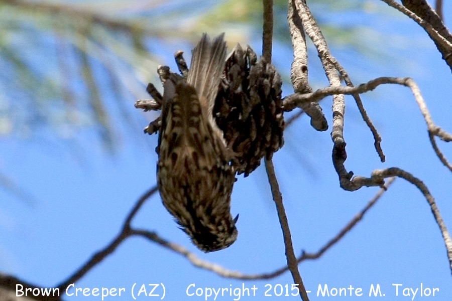 Brown Creeper -spring- (Arizona)