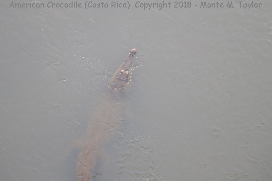 American Crocodile -winter- (Costa Rica)