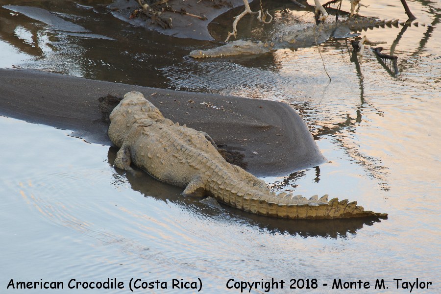 American Crocodile -winter- (Costa Rica)