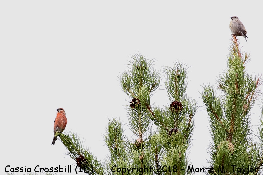 Cassia Crossbill -spring male and female- (South Hills, Idaho)