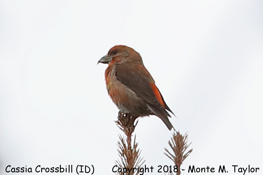 Cassia Crossbill -spring male- (South Hills, Idaho)