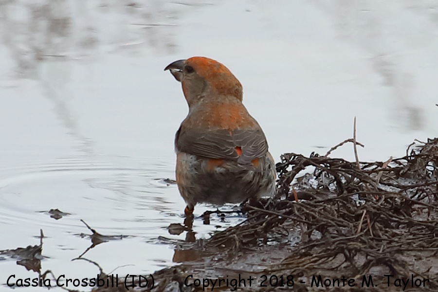 Cassia Crossbill -spring male- (South Hills, Idaho)