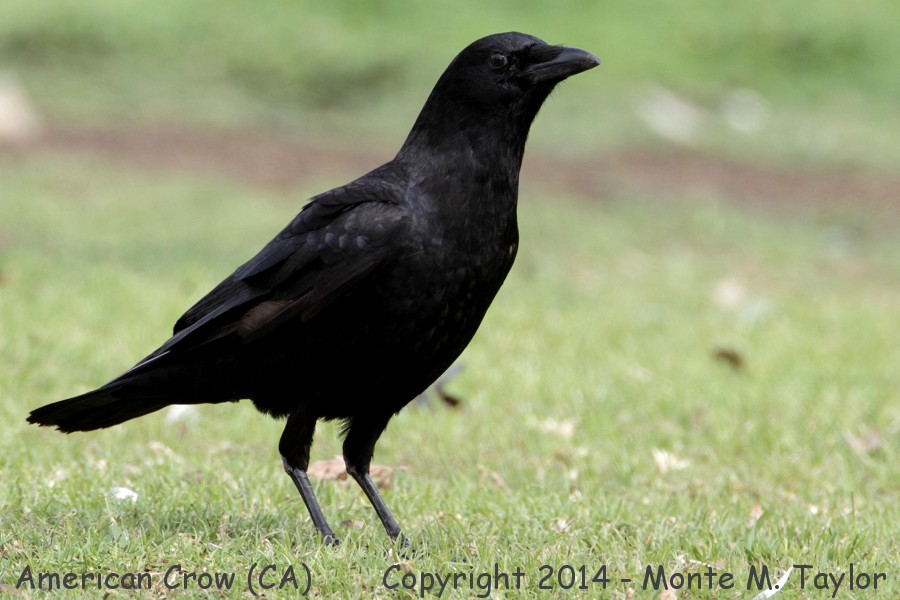 American Crow -winter- (California)