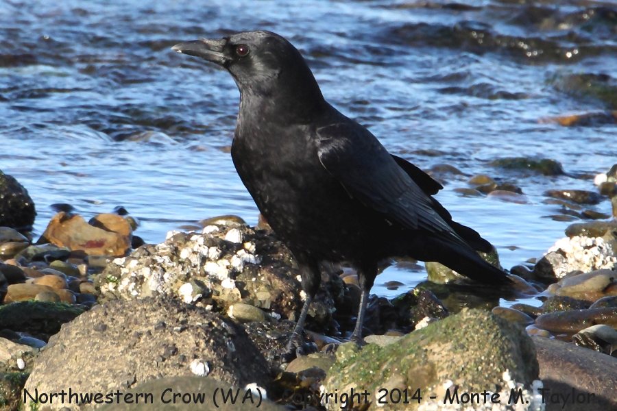 American (Northwestern) Crow -spring- (Washington)