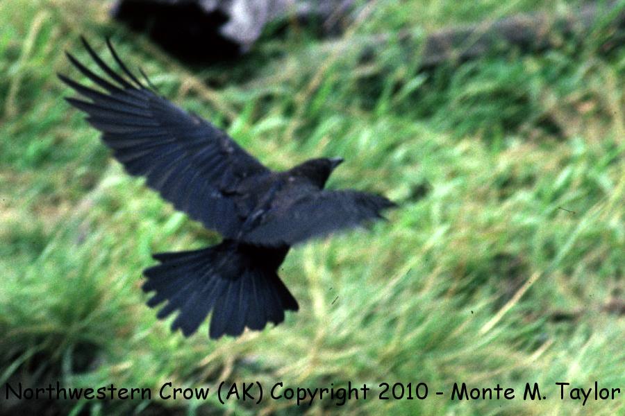 American (Northwestern) Crow -summer- (Juneau, Alaska)