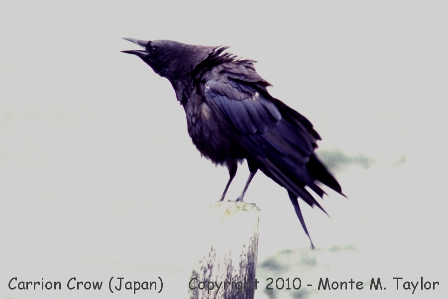 Carrion Crow -winter- (Japan)