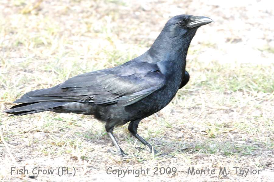 Fish Crow -winter- (Florida)