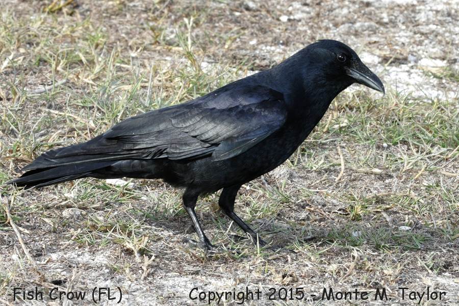 Fish Crow -spring- (Florida)