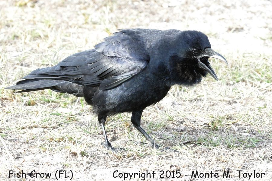 Fish Crow -winter- (Florida)