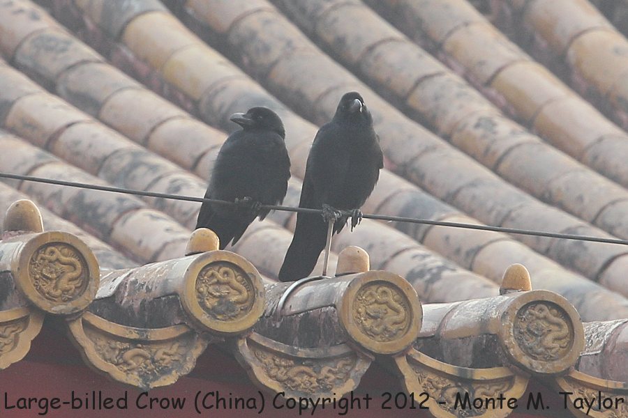 Large-billed Crow -winter- (China)