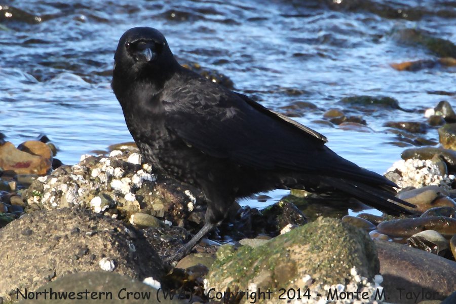 Northwestern Crow -fall- (Neah Bay, Washington)