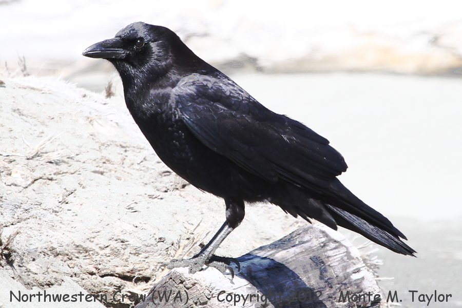 Northwestern Crow -spring- (Washington)