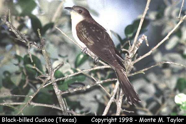 Black-billed Cuckoo -spring- (Texas)