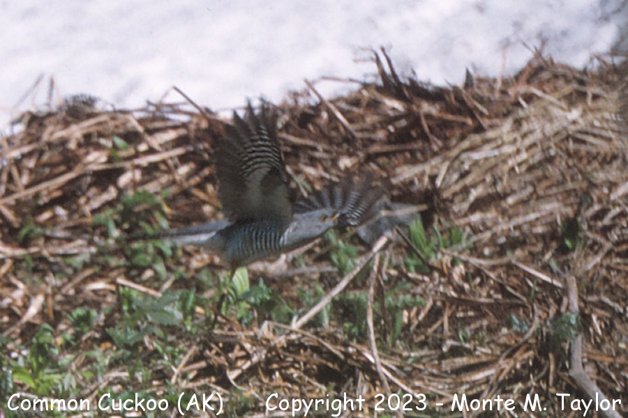 Common Cuckoo -Jun 1993- (Attu Island, Aleutians, Alaska)
