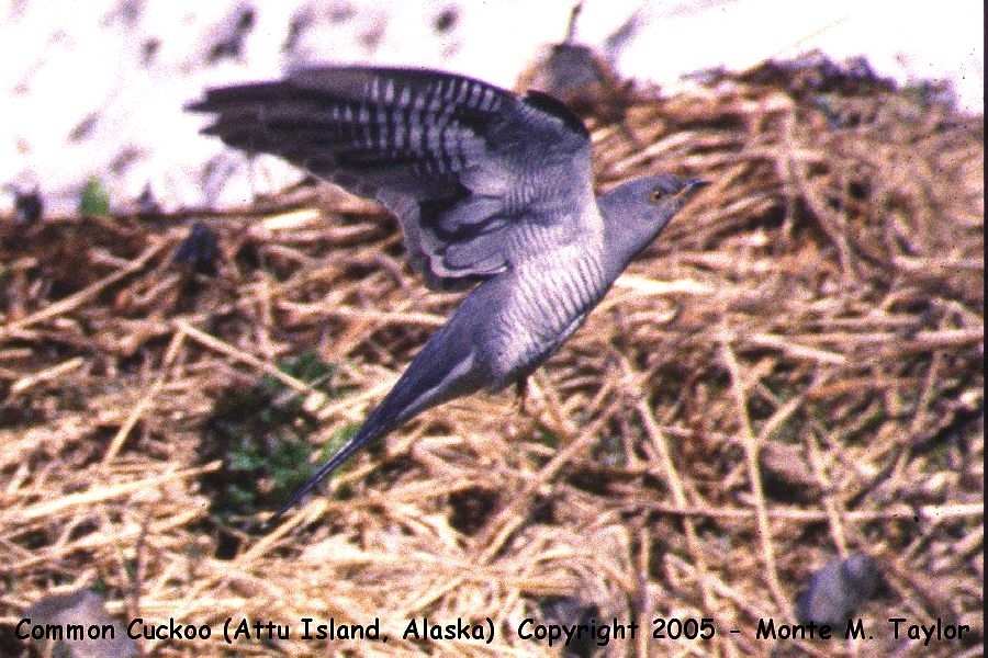 Common Cuckoo -spring- (Attu Island, Alaska)