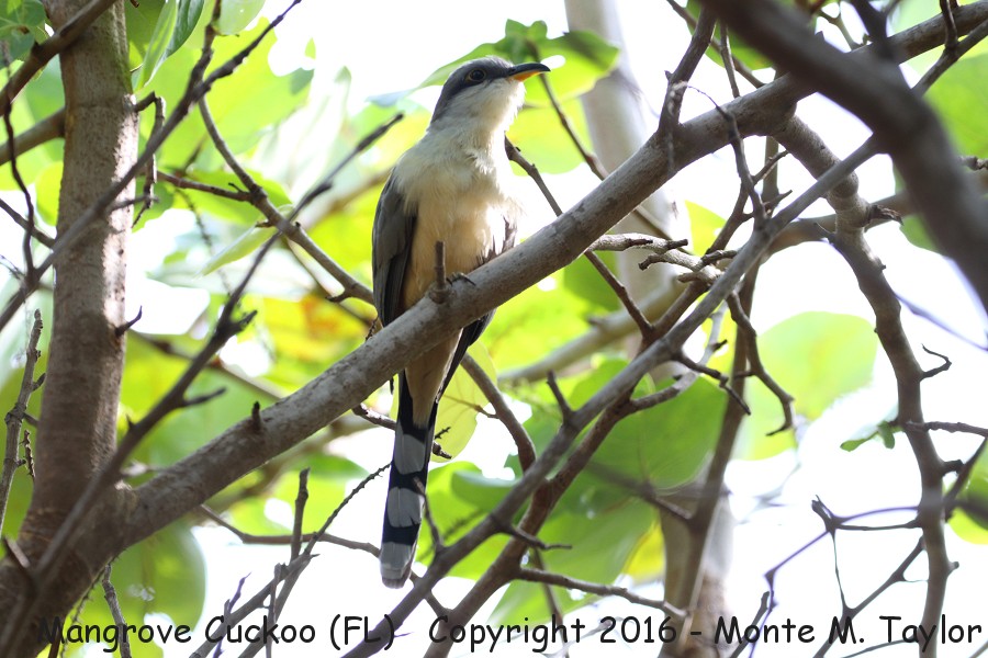 Mangrove Cuckoo -spring- (Ft. Zachary, Key West, Florida)