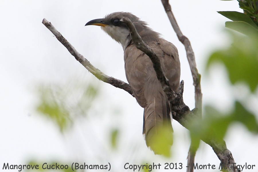 Mangrove Cuckoo -summer- (Little Abaco, Bahamas)