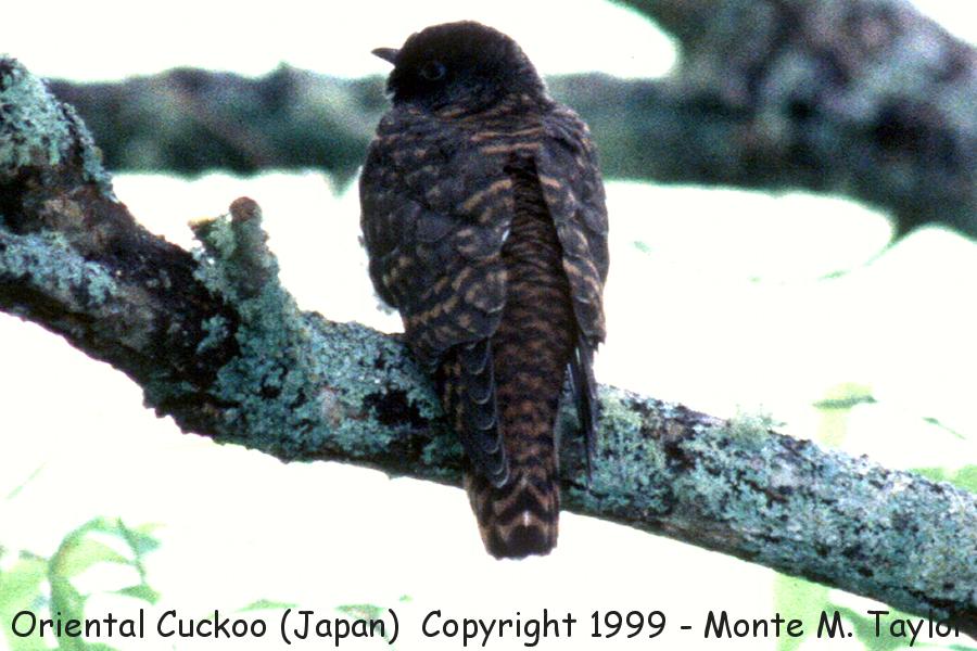 Oriental Cuckoo -summer- (Hokkaido, Japan) now called Himalayan Cuckoo