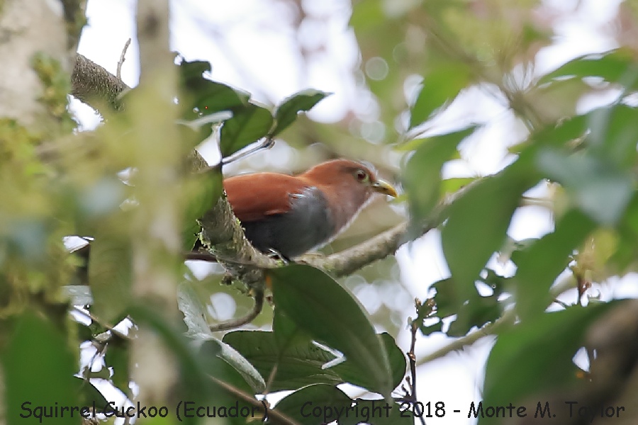 Squirrel Cuckoo -winter- (Mindo, Ecuador)
