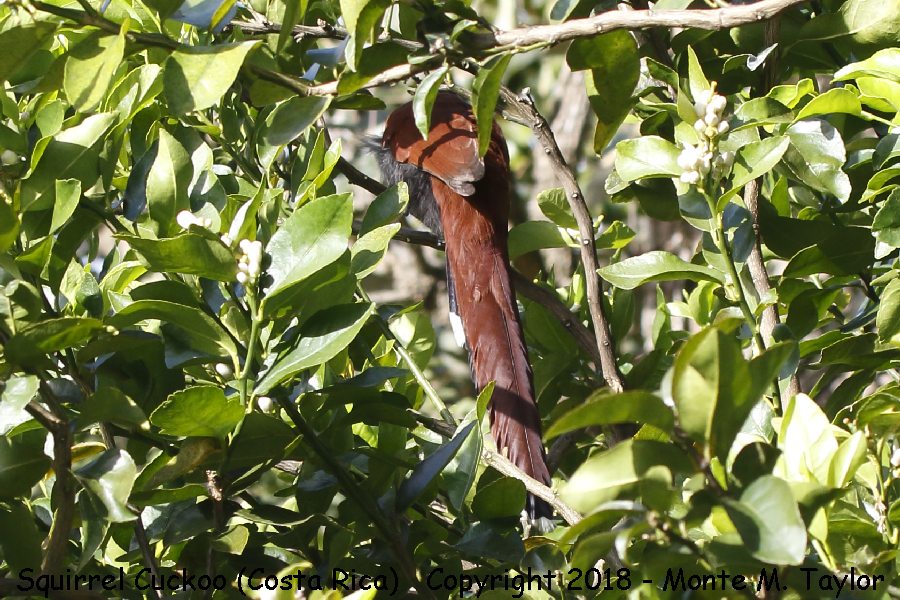 Squirrel Cuckoo -winter- (Costa Rica)