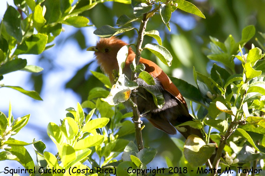 Squirrel Cuckoo -winter- (Costa Rica)