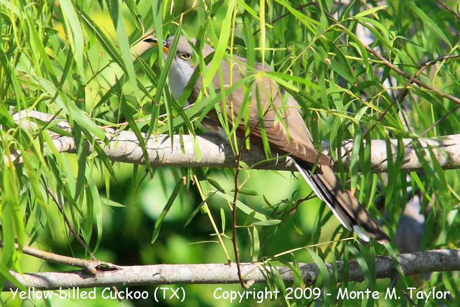 Yellow-billed Cuckoo -spring- (Texas)