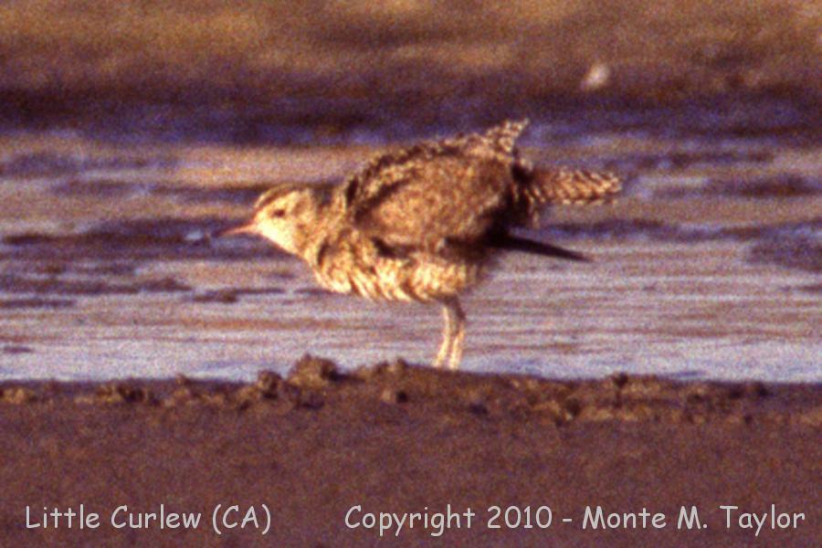 Little Curlew -Aug 10th, 1993- (near Santa Maria, California)