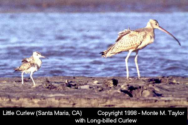 Long-billed Curlew -with Little Curlew Aug 10th, 1993 near Santa Maria- (California)