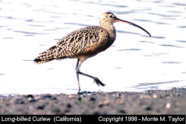 Long-billed Curlew -spring- (California)