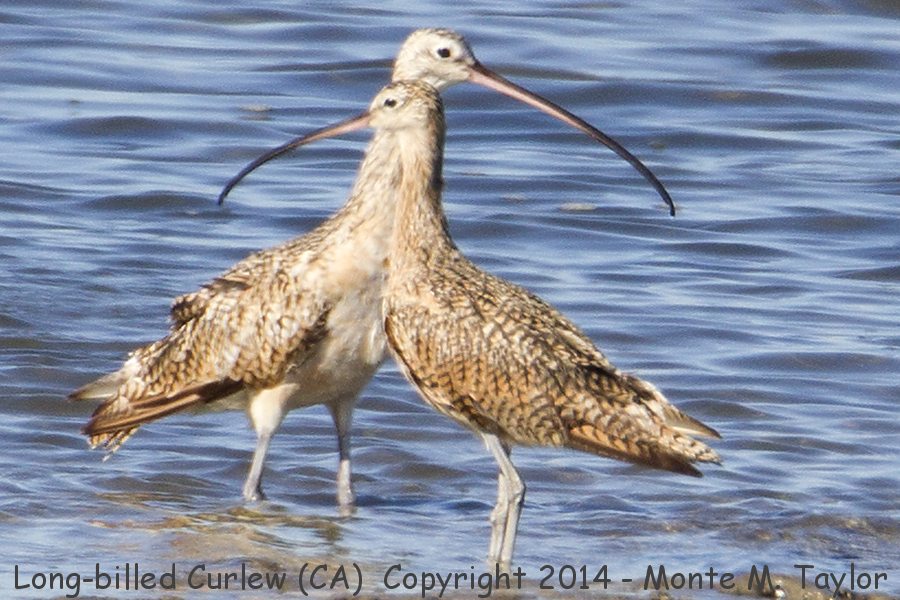 Long-billed Curlew -summer female (left) / male (foreground)- (California)Long-billed Curlew -summer male (left) / female (right)- (California)