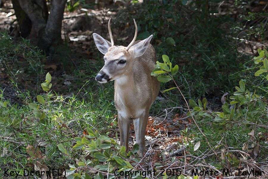 Key Deer -winter- (No Name Key, Florida Keys, Florida)