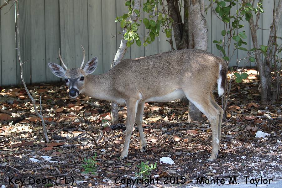 Key Deer -winter- (No Name Key, Florida Keys, Florida)
