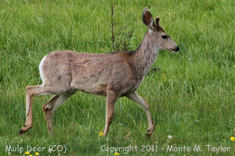Mule Deer -spring buck- (Colorado)
