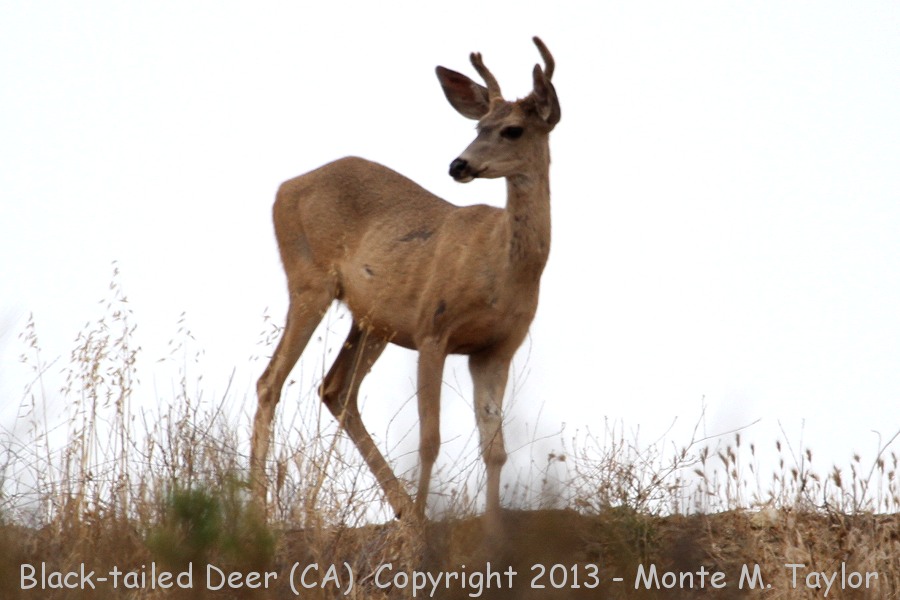 Black-tailed Deer -summer buck- (California)