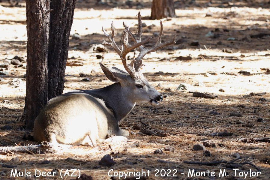 Mule Deer -fall- (Arizona)