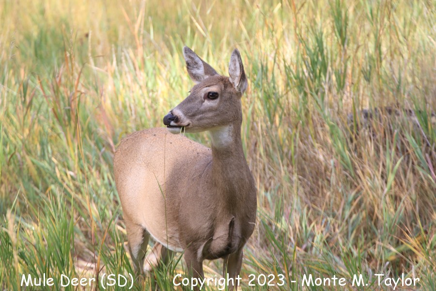 Mule Deer -fall- (South Dakota)