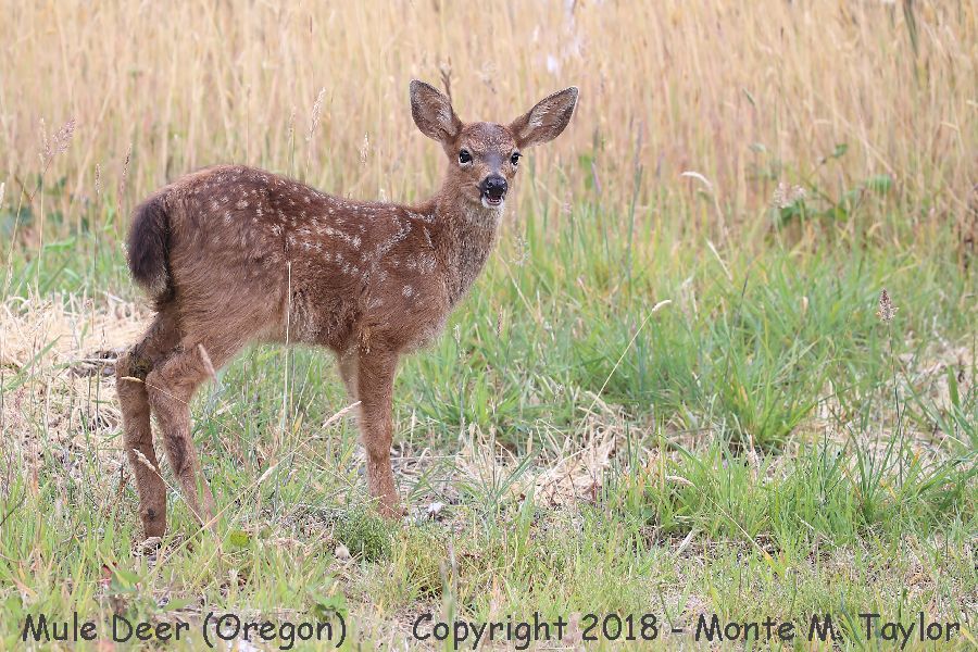Mule Deer -summer fawn- (Oregon)