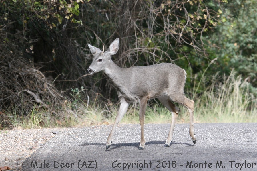 Mule Deer -fall male- (Arizona)