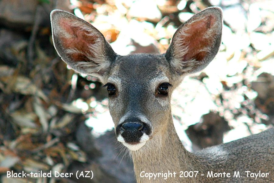 Black-tailed Deer -also known as Mule Deer- (Arizona)