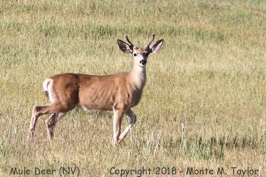 Mule Deer -buck / also known as Black-tailed Deer- (Nevada)