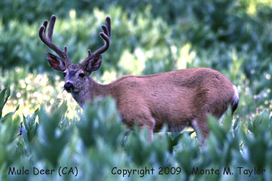 Black-tailed Deer -buck / also known as Mule Deer- (California)